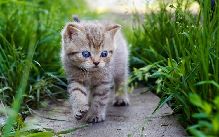 трава, кошка, котенок, прогулка, малыш, голубые глаза, grass, cat, kitty, walk, baby, blue eyes
