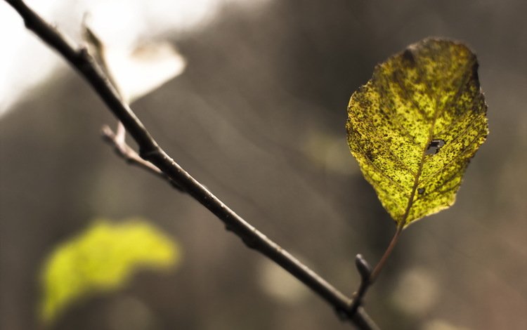 ветка, природа, осень, лист, branch, nature, autumn, sheet