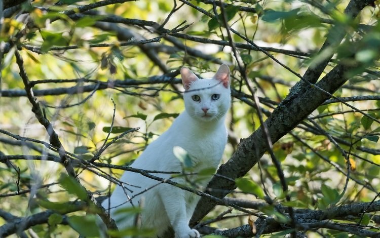 кот, листва, кошка, белый, разные глаза, cat, foliage, white, different eyes