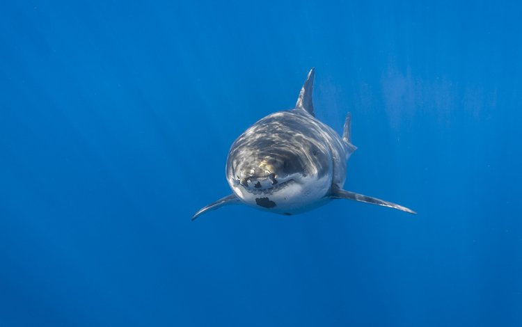 фон, море, акула, подводный мир, background, sea, shark, underwater world