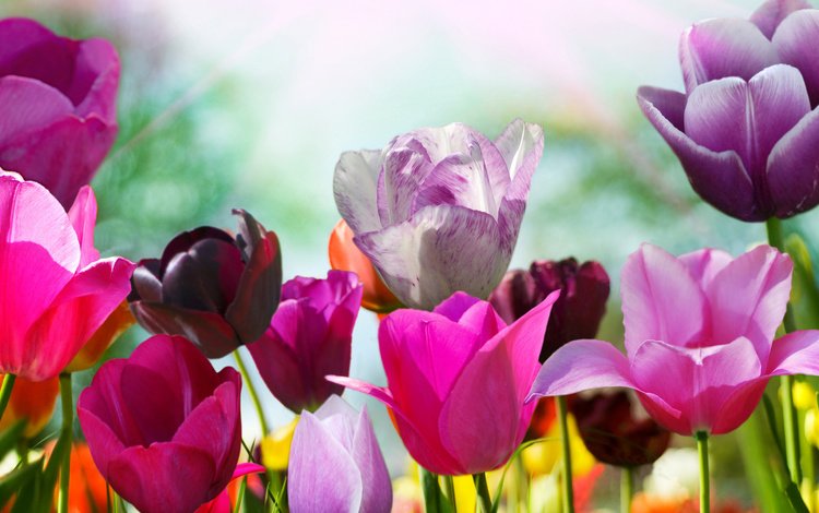 цветы, бутоны, разноцветные, тюльпаны, цветочки, flowers, buds, colorful, tulips