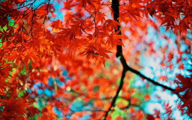 цвета, листья, ветки, осень, красные, размытость, кленовый лист, color, leaves, branches, autumn, red, blur, maple leaf