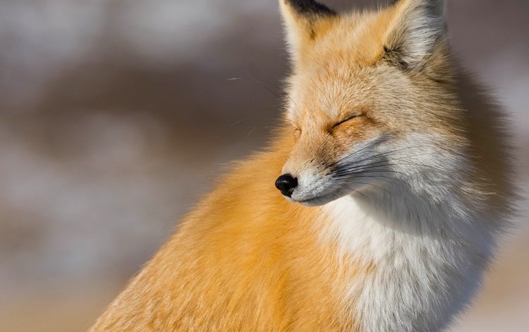 рыжая, лиса, лисица, red, fox