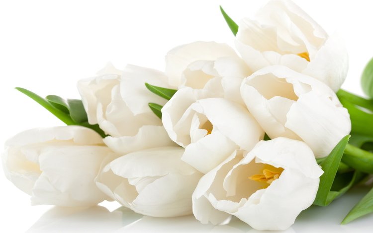 цветы, лепестки, красавица, букет, тюльпаны, нежные, белая, тульпаны,  цветы, flowers, petals, beauty, bouquet, tulips, gentle, white