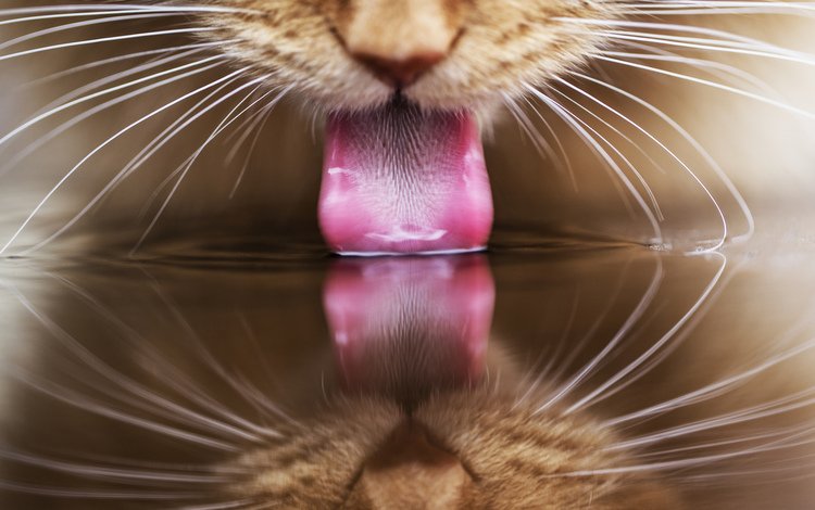 вода, отражение, кот, кошка, рыжий, язык, пьет, water, reflection, cat, red, language, drinking