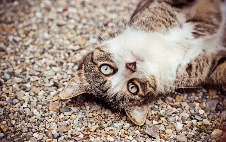 глаза, морда, кот, кошка, взгляд, камешки, eyes, face, cat, look, pebbles