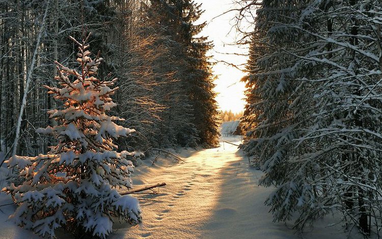 снег, дерево, зима, луч, snow, tree, winter, ray