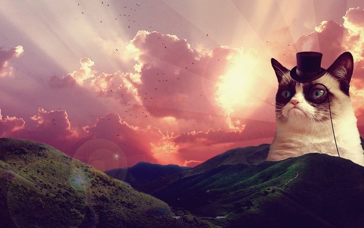 восход, пейзаж, сердитый котик, грустный кот, sunrise, landscape, grumpy cat, sad cat
