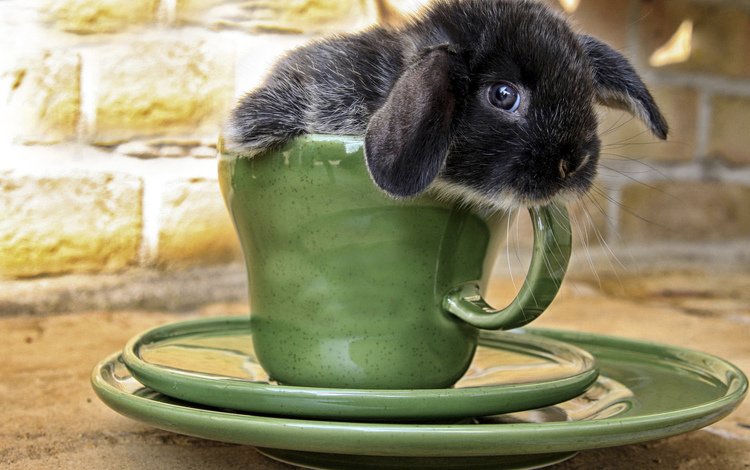 мордочка, сидит, кружка, кролик, чашка, уши, зверь, питомец, muzzle, sitting, mug, rabbit, cup, ears, beast, pet
