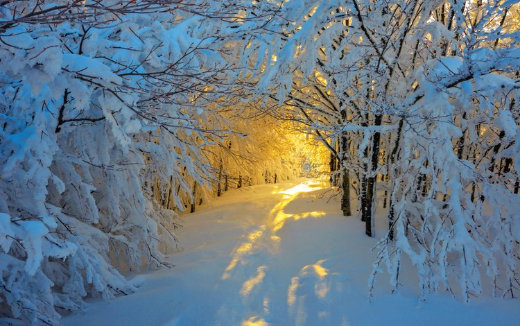 деревья, солнце, зима, тунель, trees, the sun, winter, tunnel