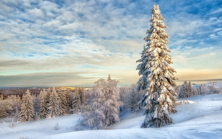 облака, снег, зима, пейзаж, елки, clouds, snow, winter, landscape, tree