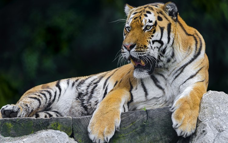 тигр, хищник, отдых, tiger, predator, stay