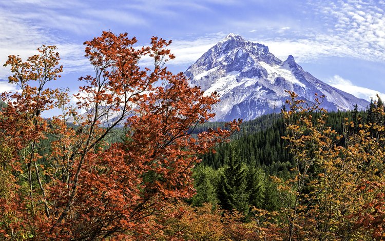 деревья, горы, пейзаж, осень, trees, mountains, landscape, autumn