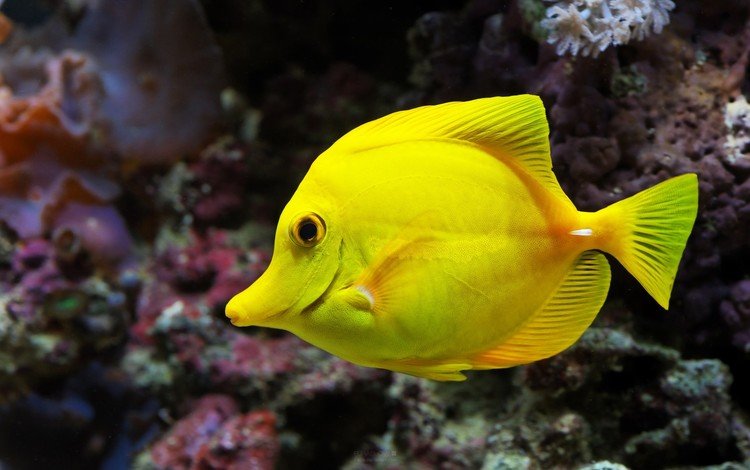животное, жёлтая, рыба, подводный мир, animal, yellow, fish, underwater world