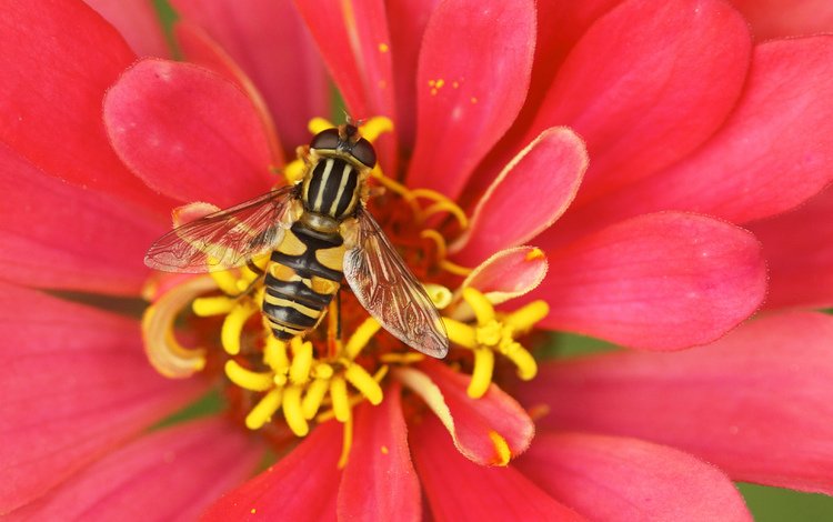 цветок, пчела, опыление, цветком, flower, bee, pollination