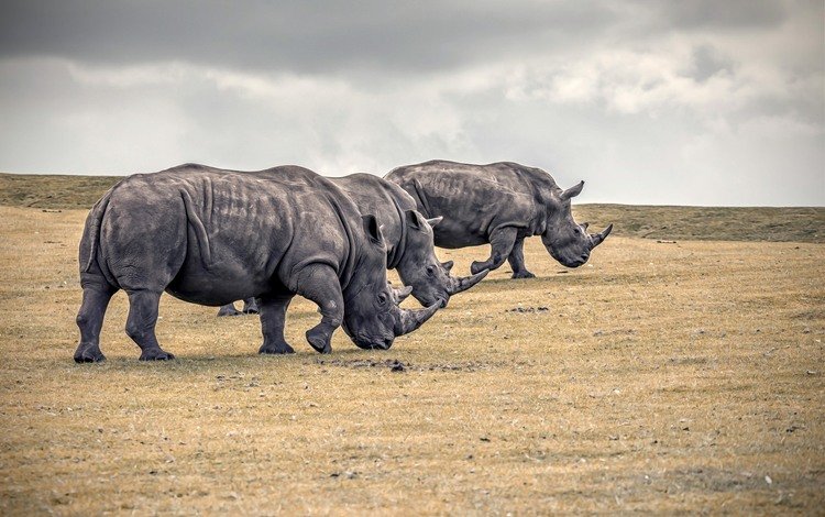 природа, животные, носорог, носороги, nature, animals, rhino, rhinos