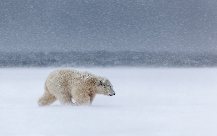 снег, медведь, белый, холод, ветер, север, метель, вьюга, белый мишка, white bear, snow, bear, white, cold, the wind, north, blizzard