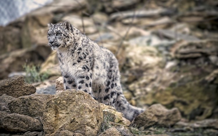 снежный барс, ирбис, снежный леопард, snow leopard, irbis