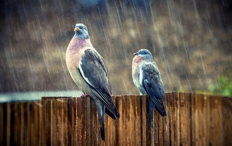 птицы, дождь, голуби, birds, rain, pigeons