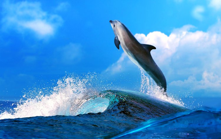 небо, вода, море, животные, океан, голубая, голубое, дельфин, the sky, water, sea, animals, the ocean, blue, dolphin