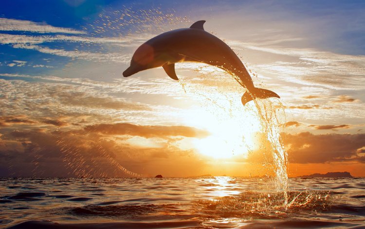 дельфин, dolphin