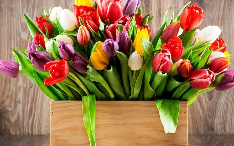 цветы, фото, тюльпаны, много, flowers, photo, tulips, a lot