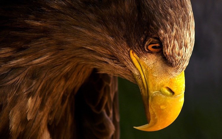 взгляд, орел, профиль, клюв, look, eagle, profile, beak