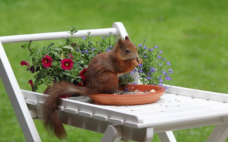семечки, белочка, грызет, на столике, seeds, squirrel, nibbles, on the table