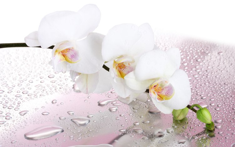 цветок, капли, лепестки, воды, веточка, белая, орхидея, flower, drops, petals, water, sprig, white, orchid