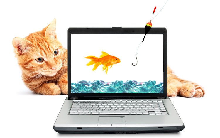вода, кот, рыжий, золотая рыбка, ноутбук, удочка, крючок, рыболовный крючок, water, cat, red, goldfish, laptop, rod, hook