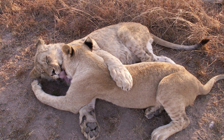 животные, лапы, любовь, лев, хищники, игры, львица, animals, paws, love, leo, predators, game, lioness