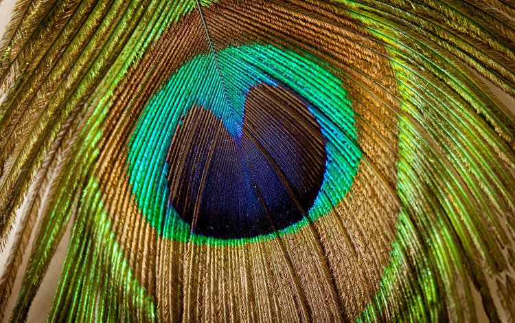 текстуры, узоры, красиво, перья павлина, texture, patterns, beautiful, peacock feathers