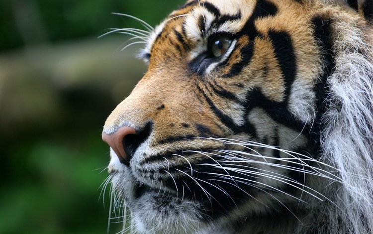 тигр, морда, взгляд, хищник, животное, tiger, face, look, predator, animal