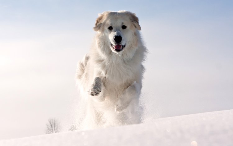 уши, морда, белая, снег, бежит, зима, шерсть, лапы, собака, холод, животное, ears, face, white, snow, runs, winter, wool, paws, dog, cold, animal
