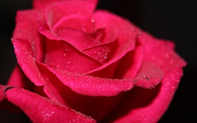 вода, черный фон, макро, цветок, роса, капли, роза, лепестки, красная, water, black background, macro, flower, rosa, drops, rose, petals, red