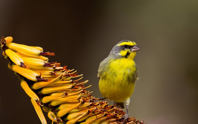 фокус камеры, фон, цветок, птица, жёлтая, тропический, the focus of the camera, background, flower, bird, yellow, tropical
