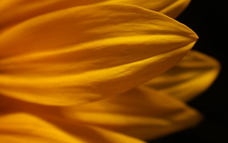 желтый, макро, цветок, лепестки, черный фон, yellow, macro, flower, petals, black background