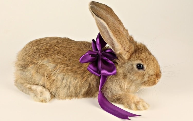 фиолетовый, ушки, кролик, подарок, лапки, бант, бантик, purple, ears, rabbit, gift, legs, bow