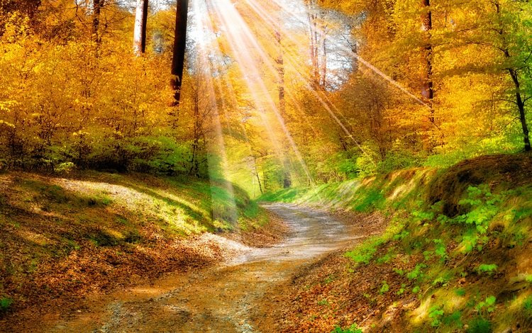 деревья, природа, листья, пейзаж, дорожка, осень, солнечные лучи, желтые. лес, trees, nature, leaves, landscape, track, autumn, the sun's rays, yellow. forest