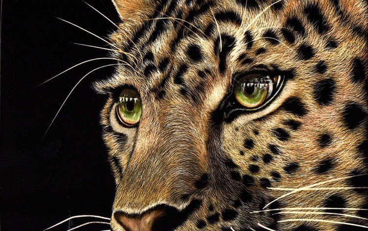 морда, взгляд, леопард, хищник, черный фон, животное, зеленые глаза, face, look, leopard, predator, black background, animal, green eyes