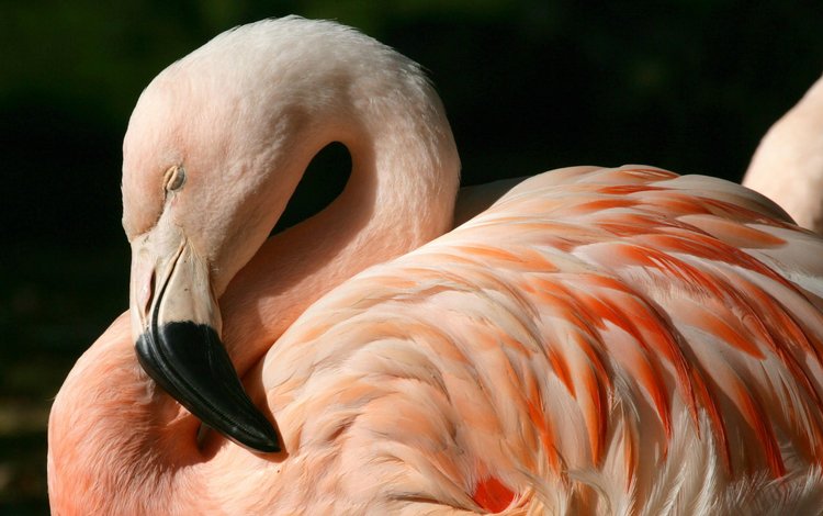 фламинго, птица, клюв, перья, flamingo, bird, beak, feathers