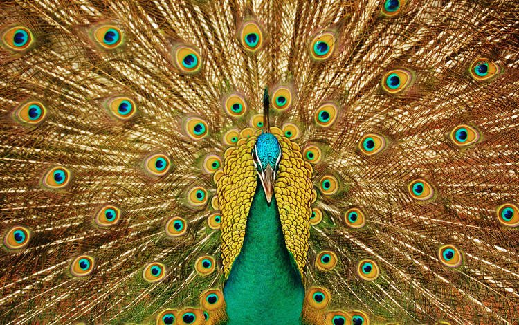 взгляд, узоры, птица, клюв, павлин, красивый, хвост, look, patterns, bird, beak, peacock, beautiful, tail