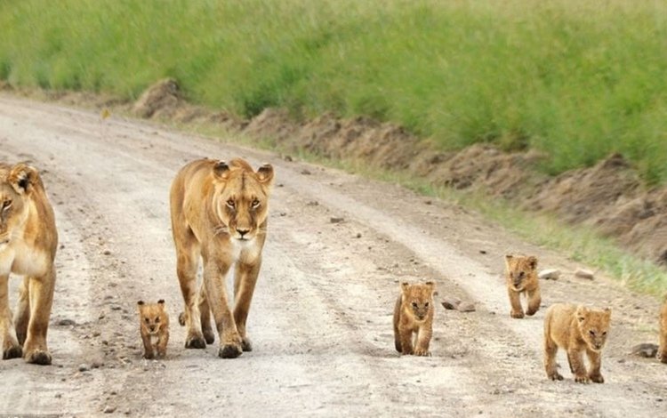 прогулка, львы, семейство, walk, lions, family
