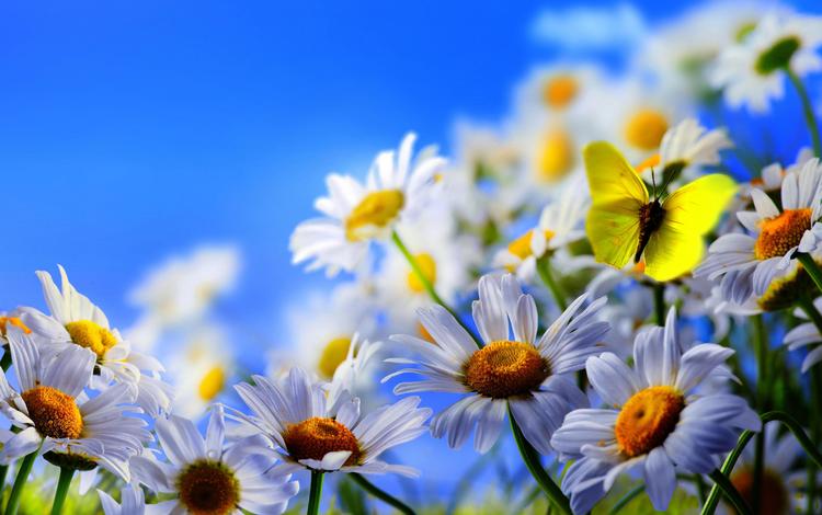 цветы, макро, бабочка, ромашки, синее небо, flowers, macro, butterfly, chamomile, blue sky