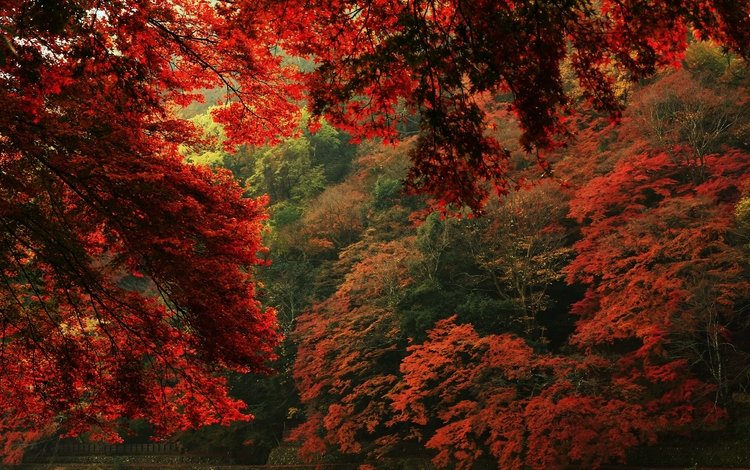 деревья, природа, листья, вид, осень, trees, nature, leaves, view, autumn