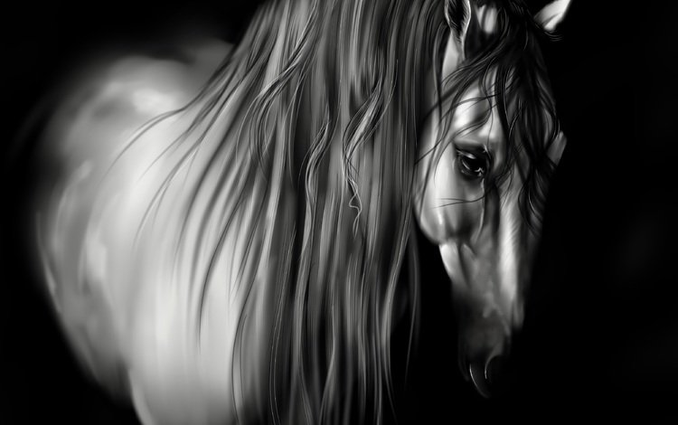 лошадь, черно-белая, черный фон, животное, грива, horse, black and white, black background, animal, mane