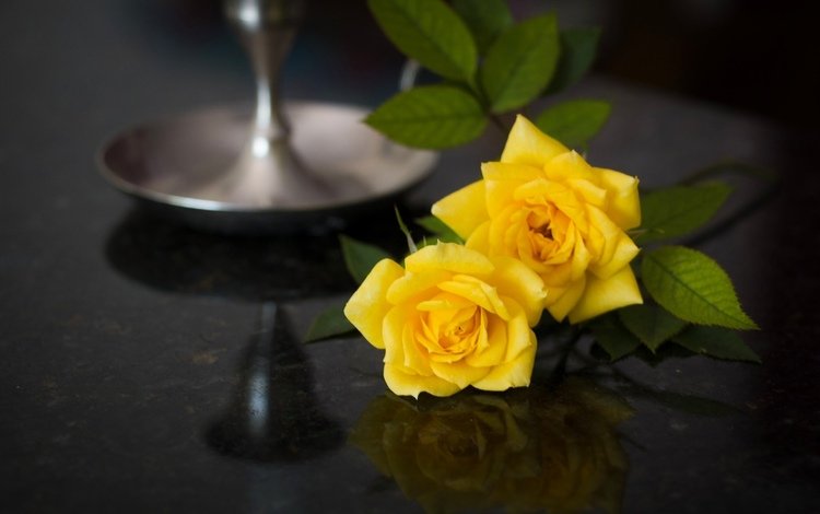 отражение, розы, жёлтые розы, reflection, roses, yellow roses