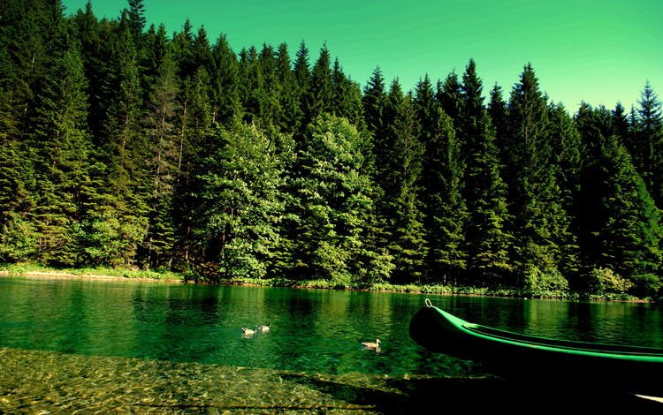 река, природа, лес, лодка, утки, берег реки, river, nature, forest, boat, duck, the river