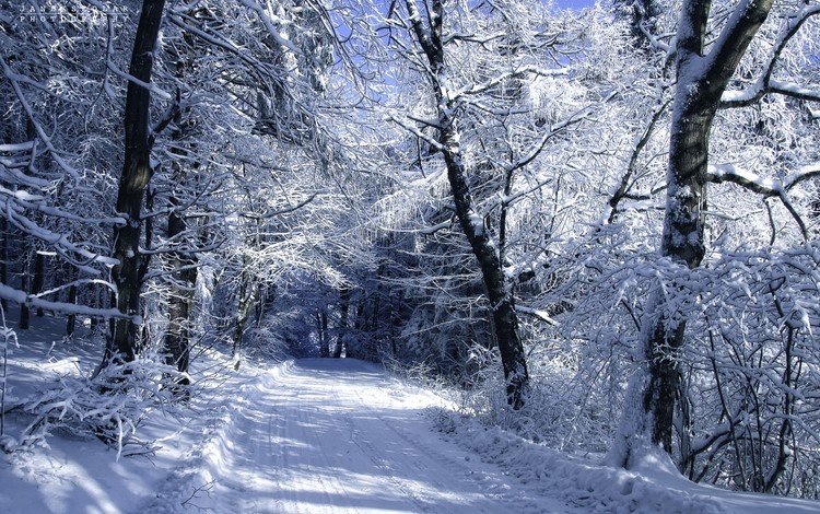 дорога, деревья, снег, зима, пейзаж, холод, автор, janek sedlar, road, trees, snow, winter, landscape, cold, author