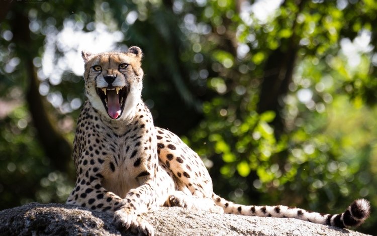 гепард, зевок, cheetah, yawn